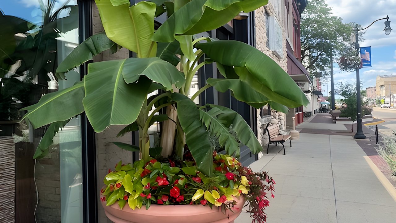 The Greenville Floral storefront on South Lafayette Street in downtown Greenville, Michigan, with a planter of red flowers on the sidewalk and the brick storefronts of the block running north behind it.
