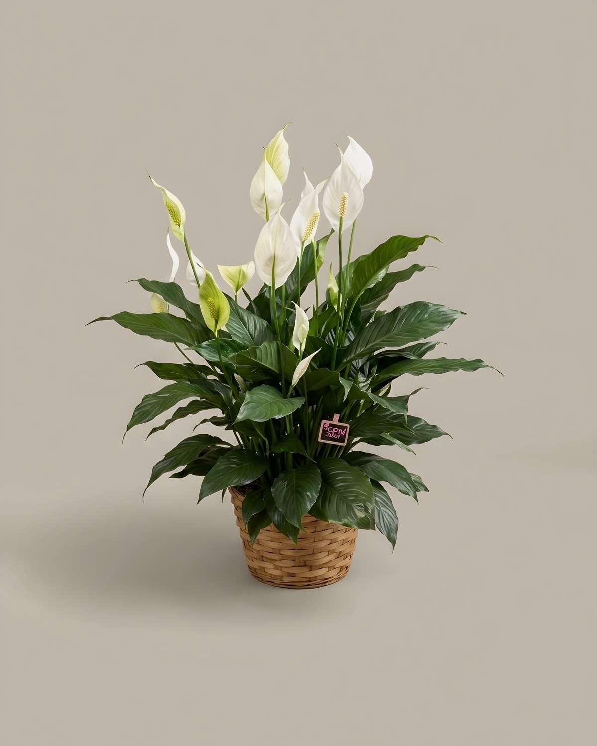 Peace lilies in the window corner of the shop